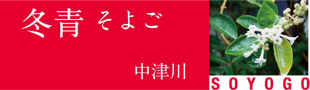 中津川・冬青（そよご）